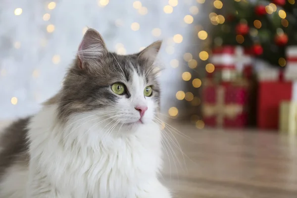 Hermoso gato de pelo largo gris y blanco sobre el árbol de Navidad con una decoración festiva borrosa. Retrato de mascota querida en casa y pino con luces efecto bokeh. Cerrar, copiar espacio . — Foto de Stock