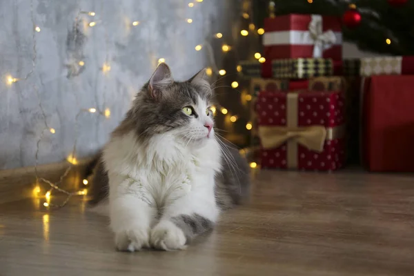 Hermoso gato de pelo largo gris y blanco sobre el árbol de Navidad con una decoración festiva borrosa. Retrato de mascota querida en casa y pino con luces efecto bokeh. Cerrar, copiar espacio . — Foto de Stock