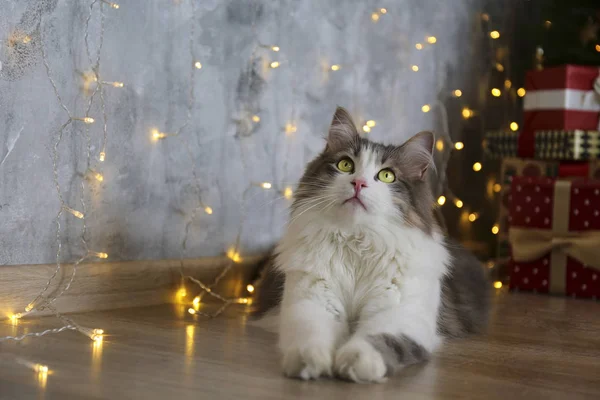 Hermoso gato de pelo largo gris y blanco sobre el árbol de Navidad con una decoración festiva borrosa. Retrato de mascota querida en casa y pino con luces efecto bokeh. Cerrar, copiar espacio . — Foto de Stock