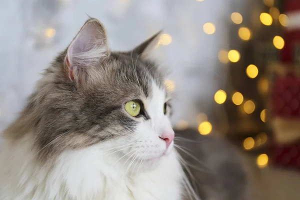 Hermoso gato de pelo largo gris y blanco sobre el árbol de Navidad con una decoración festiva borrosa. Retrato de mascota querida en casa y pino con luces efecto bokeh. Cerrar, copiar espacio . — Foto de Stock