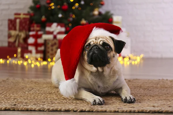 Adorable pug sobre el árbol de Navidad con una decoración festiva borrosa. Retrato de perro amado con faceat arrugado en casa y pino con luces efecto bokeh. Cerrar, copiar espacio. — Foto de Stock