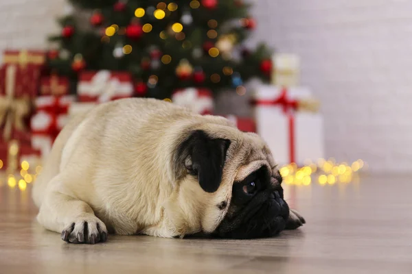 Adorabil pug peste pomul de Crăciun cu decor festiv neclar. Portretul câinelui iubit cu fațetă ridată acasă și pin cu lumini cu efect bokeh. Închidere, copiere spațiu . — Fotografie, imagine de stoc