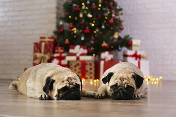 크리스마스 트리 위에 두 마리의 귀여운 강아지가 반짝이는 축제 장식 장식을 하고 있습니다. 집에 주름 진 얼굴을 하고 있는 사랑하는 개의 모습과 보케 효과등이 달린 소나무의 모습. 닫아, 복사 공간. — 스톡 사진