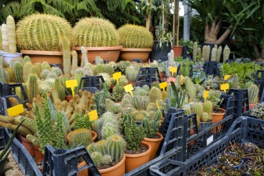 Sera pazarında satılık saksılarda birçok bitki var. Çiçekçide farklı kaktüsler ve sulandırıcılar, üst görünüm. Kapat, metin ve arkaplan için boşluk kopyala.