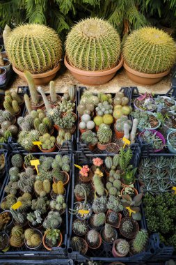 Sera pazarında satılık saksılarda birçok bitki var. Çiçekçide farklı kaktüsler ve sulandırıcılar, üst görünüm. Kapat, metin ve arkaplan için boşluk kopyala.