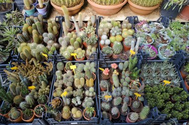 Sera pazarında satılık saksılarda birçok bitki var. Çiçekçide farklı kaktüsler ve sulandırıcılar, üst görünüm. Kapat, metin ve arkaplan için boşluk kopyala.