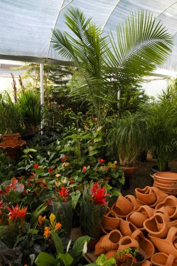 Serada bir sürü palmiye yaprağı var. Kapat, boşluğu kopyala, yeşillik arkaplanı.