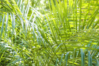 Serada bir sürü palmiye yaprağı var. Kapat, boşluğu kopyala, yeşillik arkaplanı.