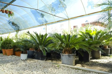 Serada bir sürü palmiye yaprağı var. Kapat, boşluğu kopyala, yeşillik arkaplanı.