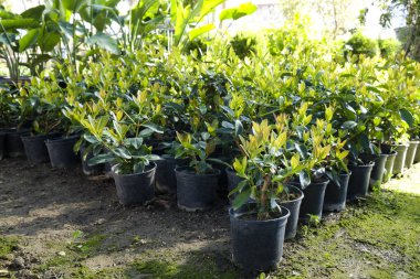 Serada yetiştirilmiş bir grup farklı bitki var. Kirlilikten arınmış sembol. Kapat, metin için boşluk kopyala, üst görünüm.