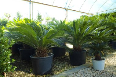 Serada bir sürü palmiye yaprağı var. Kapat, boşluğu kopyala, yeşillik arkaplanı.