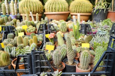 Sokak pazarında satılmak üzere saksılarda sulu bitkiler çiçek saksılarında birçok farklı kaktüs çiçekçi dükkanında satılıyor. Çiçek pazarında küçük kaktüslerin satıldığı bahçe merkezi.