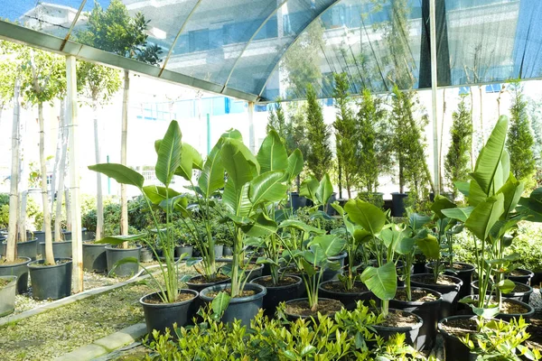 Különböző növények csoportja üvegházban termesztett edényekben. Szennyezésmentes szimbólum. Közelkép, szövegmásolási hely, felülnézet. — Stock Fotó