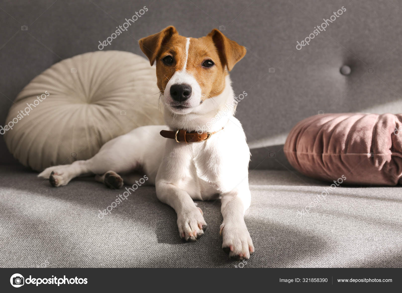 Cute One Year Old Jack Russel Terrier Puppy Folded Ears Stock