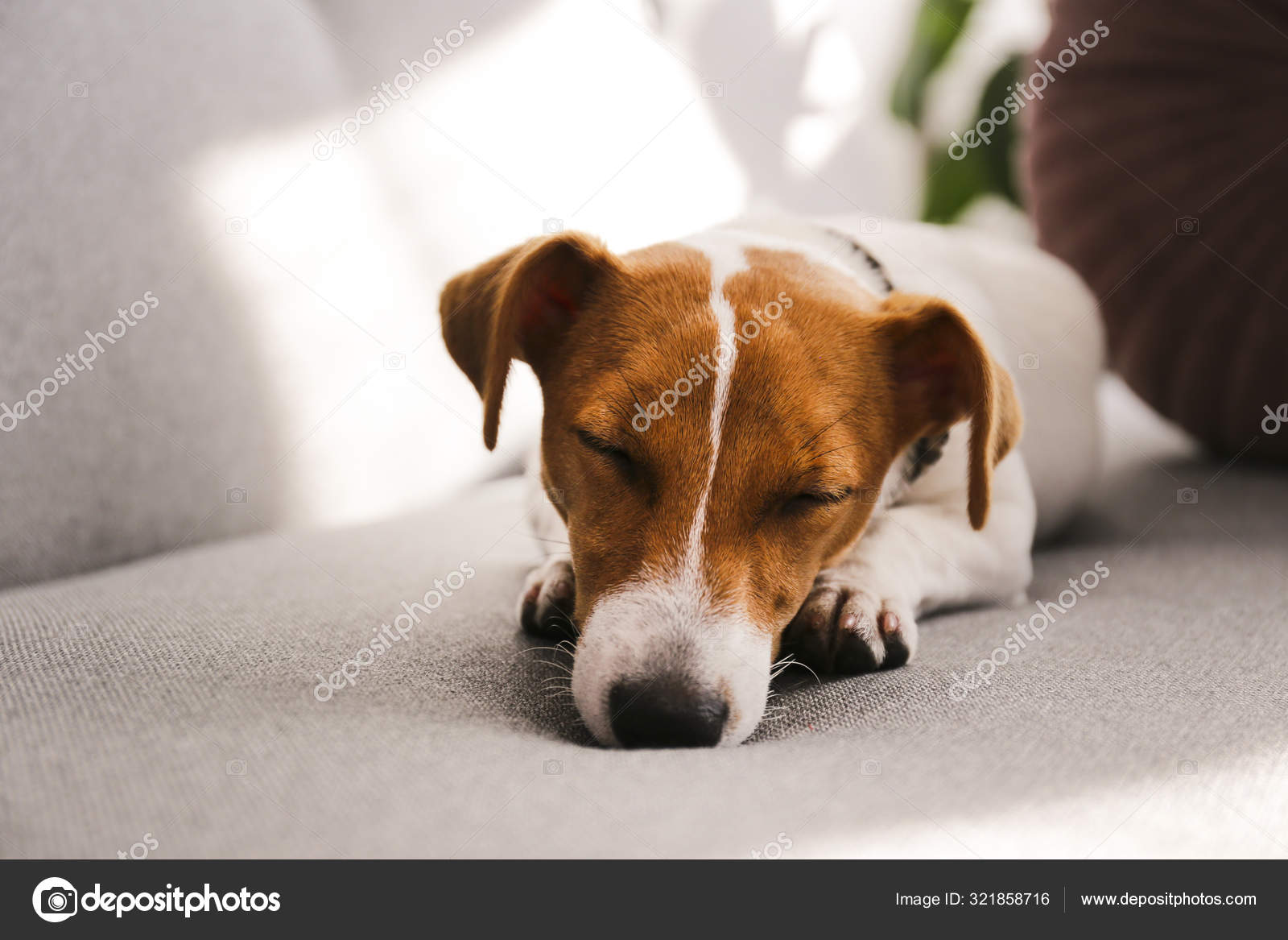 Cute Five Months Old Jack Russel Terrier Puppy With Folded Ears Basking On Grey Textile Couch Small Adorable Doggy With Funny Fur Stains Wearing Collar At Home Close Up Copy Space Background