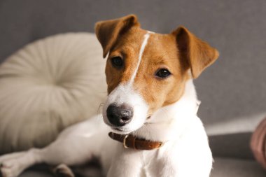 Gri tekstil kanepesinde güneşlenen beş aylık sevimli Jack Russel terrier köpeği. Komik kürk lekeli, evde tasma takan sevimli bir köpek. Kapat, kopyala boşluk, arkaplan.