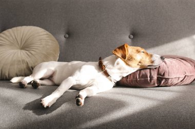 Gri tekstil kanepesinde güneşlenen beş aylık sevimli Jack Russel terrier köpeği. Komik kürk lekeli, evde tasma takan sevimli bir köpek. Kapat, kopyala boşluk, arkaplan.