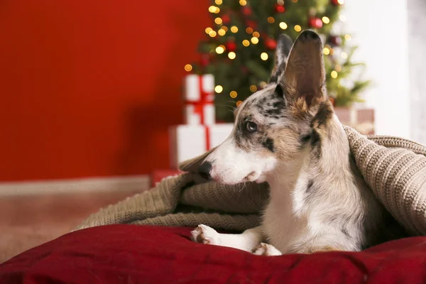 크리스마스 전날큰 귀와 웃긴 모피 자국이 있는 파란 메추라기가 집에 앉아 있습니다. 전통적 인 소나무에는 보케 효과등이 있고, 가디건 용접 코기 개가 있다. 닫고, 복사 공간, 배경. — 스톡 사진