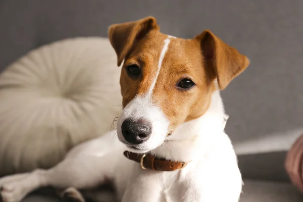 Sød fem måneder gammel Jack Russel terrier hvalp med foldede ører soler på grå tekstil sofa. Lille sød hund med sjove pels pletter, iført krave derhjemme. Tæt på, kopieringsrum, baggrund . - Stock-foto