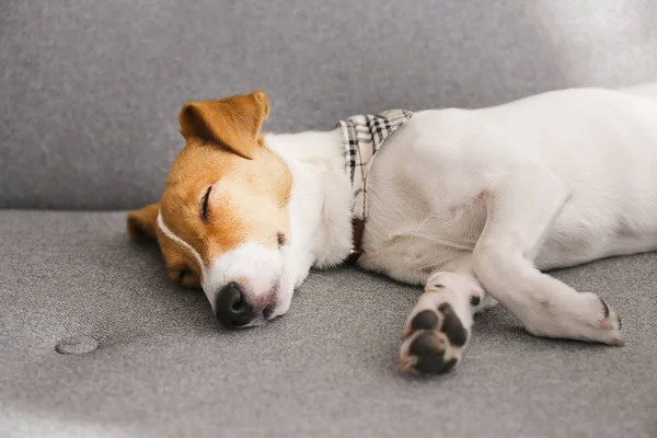 Cute five months old Jack Russel terrier puppy with folded ears basking on grey textile couch. Small adorable doggy with funny fur stains, wearing collar at home. Close up, copy space, background. — Stock Photo, Image