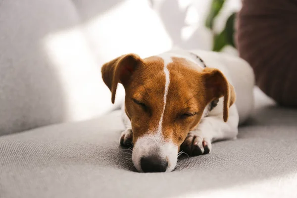 Милый пятимесячный щенок-терьер Джек Рассел с сложенными ушами, греющийся на сером текстильном диване. Маленькая очаровательная собачка со смешными пятнами от меха, носит воротник дома. Закрыть, скопировать пространство, фон . — стоковое фото