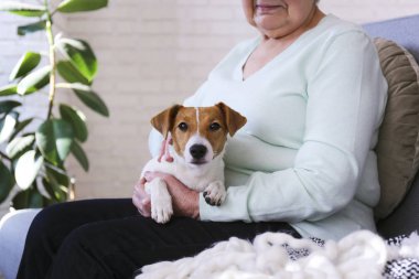 Yaşlı kadın kanepesinde oturmuş genç Jack Russell Terrier 'ı okşuyor..
