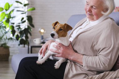 Yaşlı kadın kanepesinde oturmuş genç Jack Russell Terrier 'ı okşuyor..