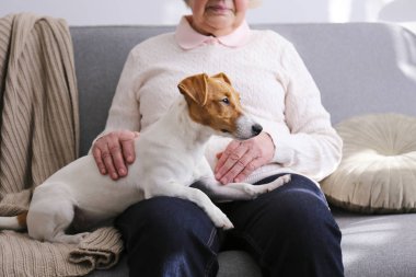 Yaşlı kadın kanepesinde oturmuş genç Jack Russell Terrier 'ı okşuyor..