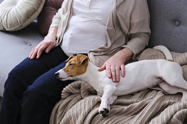 Tanten sitter på soffan och klappar den unga Jack Russell terrier-hunden.. — Stockfoto