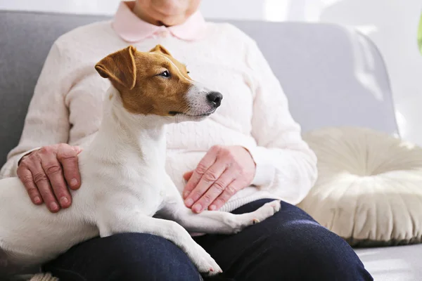 Yaşlı kadın kanepesinde oturmuş genç Jack Russell Terrier 'ı okşuyor..