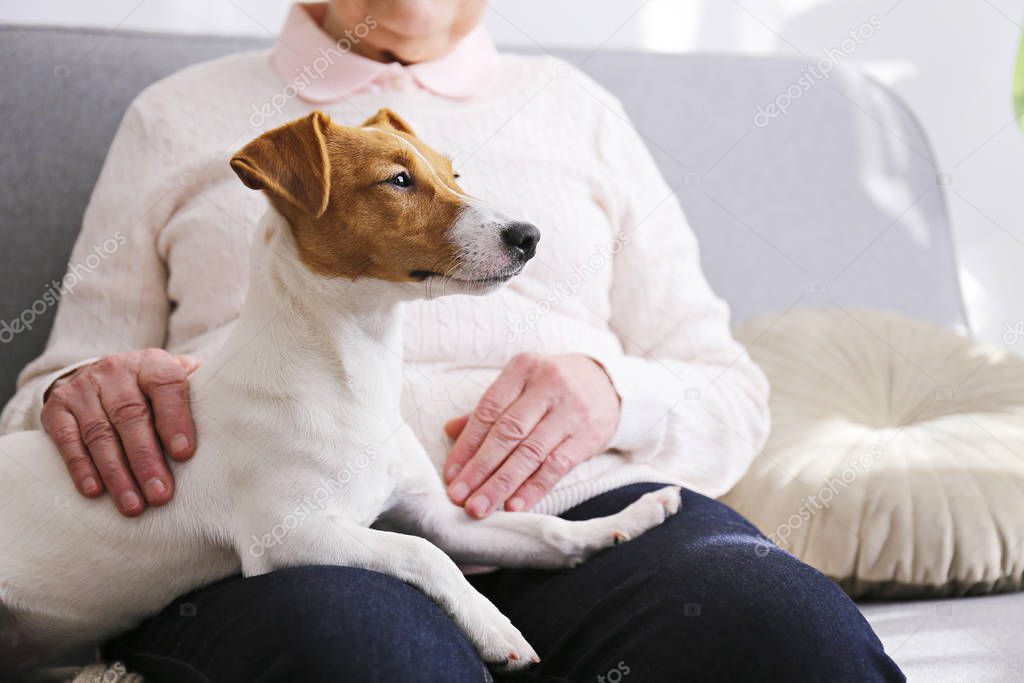 Old lady sitting on her couch petting the young jack russell terrier doggy.