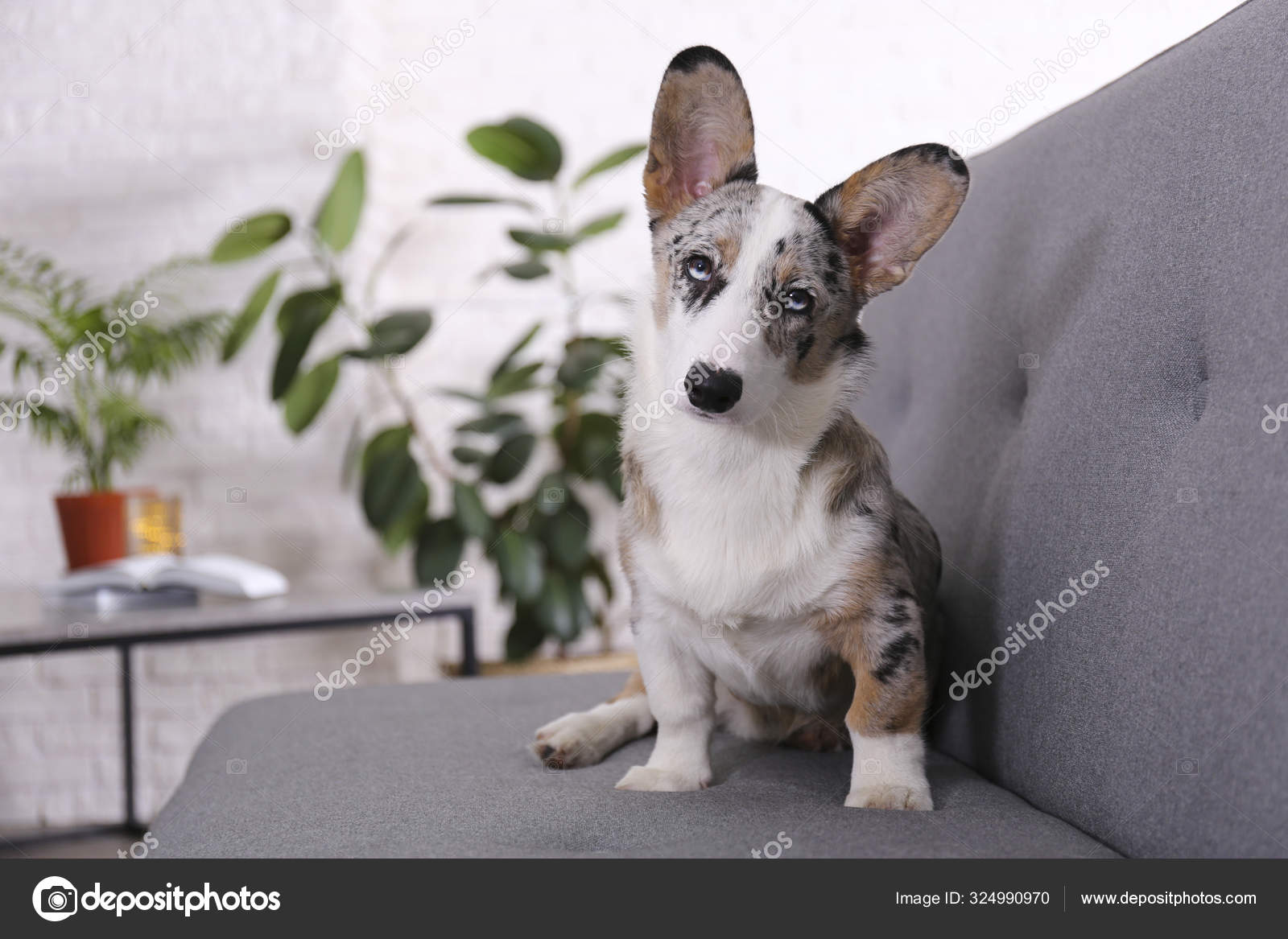 Corgi big ears 2025
