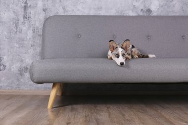 Gri tekstil kanepesinde oturan büyük kulaklı ve komik kürk lekeli mavi bir Corgi. Kanepede Cardigan Welsh Corgi sosisi. Kapat, kopyala boşluk, arkaplan.