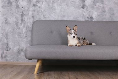 Gri tekstil kanepesinde oturan büyük kulaklı ve komik kürk lekeli mavi bir Corgi. Kanepede Cardigan Welsh Corgi sosisi. Kapat, kopyala boşluk, arkaplan.
