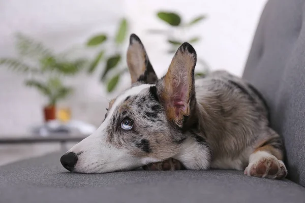 Un merle corgi blu con grandi orecchie e divertenti macchie di pelliccia seduti a casa sul divano tessile grigio. Cardigan gallese cane corgi su un divano. Chiudi, copia spazio, sfondo . — Foto Stock