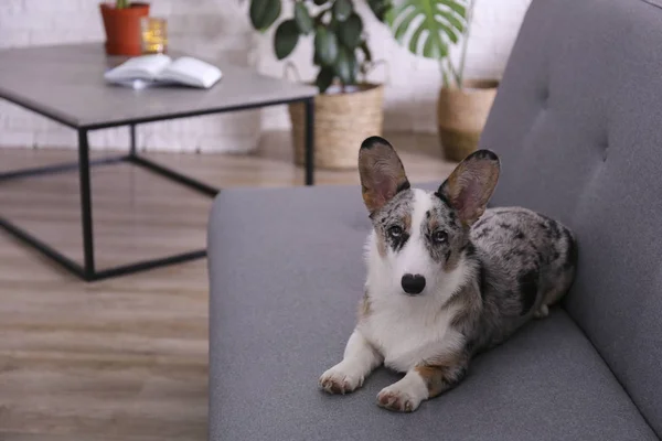 Egy kék merle corgi nagy fülekkel és vicces szőrfoltokkal otthon, szürke textilkanapén. Cardigan walesi corgi kutya a kanapén. Közelkép, másolás tér, háttér. — Stock Fotó