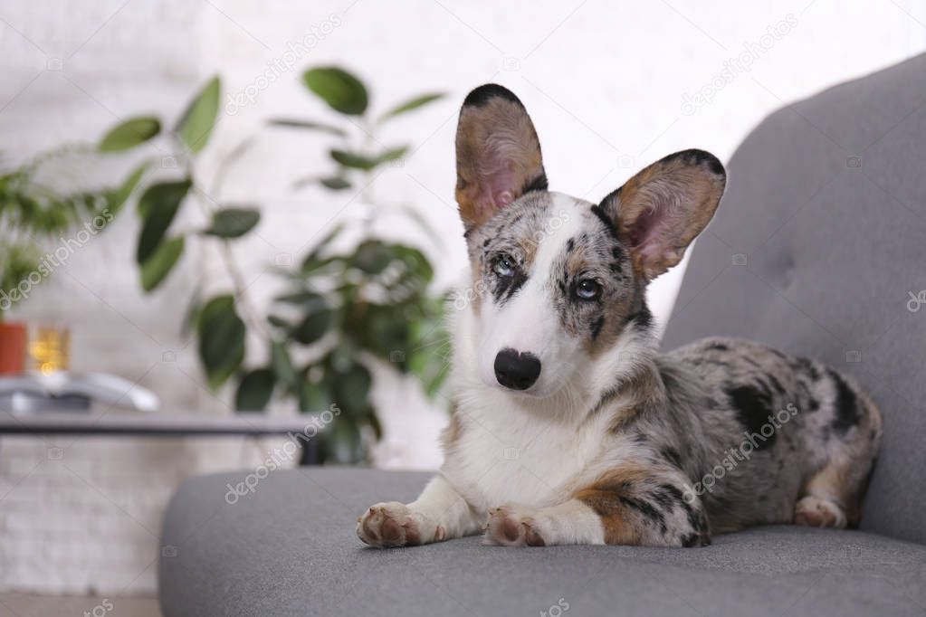 A blue merle corgi with big ears and funny fur stains sitting at home on gray textile sofa. Cardigan welsh corgi dog on a couch. Close up, copy space, background.