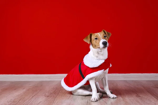 Jeune chien drôle avec des oreilles pliées à la maison la veille de Noël . — Photo