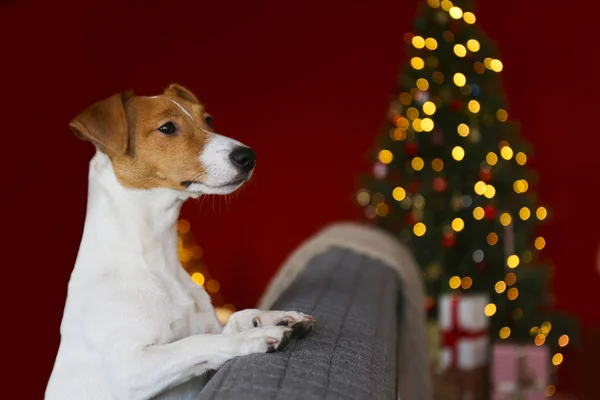 크리스마스 이브에 귀를 접힌 어린 강아지. — 스톡 사진