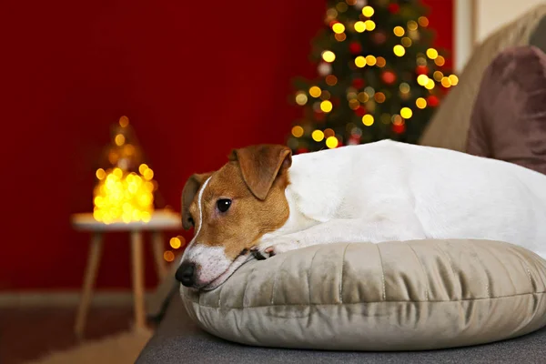 Cão engraçado jovem com orelhas dobradas em casa na véspera de Natal . — Fotografia de Stock