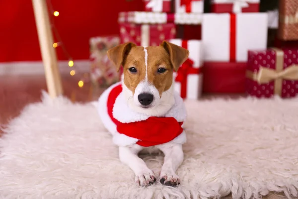 Young funny dog with folded ears at home on christmas eve. — Stock Photo, Image