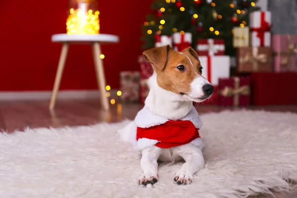 Young funny dog with folded ears at home on christmas eve. — Stock Photo, Image