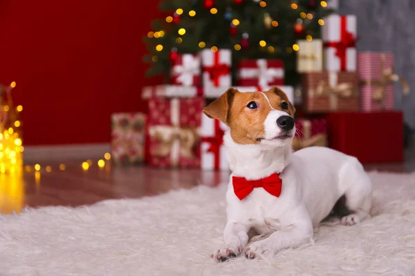 Jeune chien drôle avec des oreilles pliées à la maison la veille de Noël . — Photo