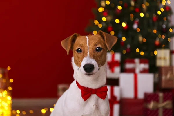 Jeune chien drôle avec des oreilles pliées à la maison la veille de Noël . — Photo