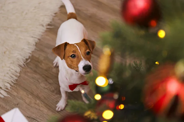 크리스마스 이브에 귀를 접힌 어린 강아지. — 스톡 사진