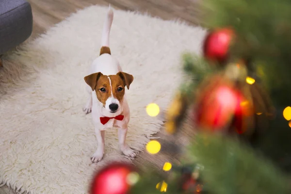 Young funny dog with folded ears at home on christmas eve. — Stock Photo, Image
