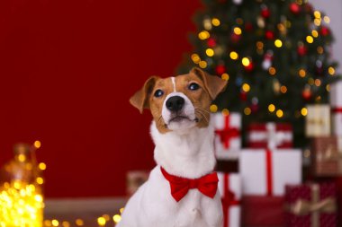Evde yüzünde kahverengi kürk lekeleri olan komik bir köpek yavrusu..