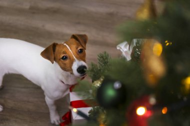 Evde yüzünde kahverengi kürk lekeleri olan komik bir köpek yavrusu..
