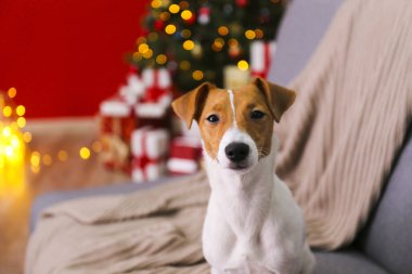 Evde yüzünde kahverengi kürk lekeleri olan komik bir köpek yavrusu..