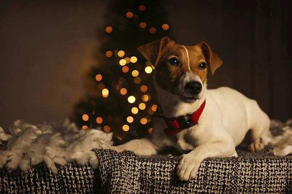 Chiot drôle avec des taches de fourrure marron sur le visage à la maison avec décor de Noël . — Photo